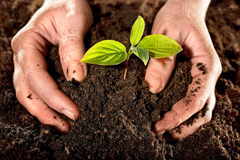 Morelia impulsa sostenibilidad al producir plantas y composta para áreas verdes 1