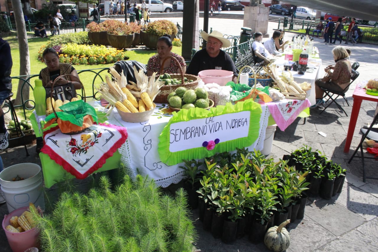 El avance verde de Morelia: Producción de plantas y composta para un futuro sostenible 1 Sembrando vida